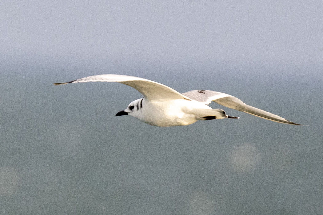 Black-legged Kittiwake